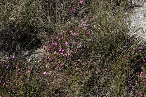 Large-petal acmadenia (Acmadenia macropetala)