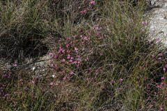 Acmadenia macropetala