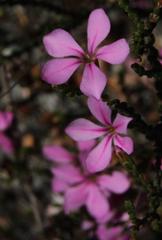 Acmadenia macropetala
