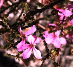 Acmadenia macropetala