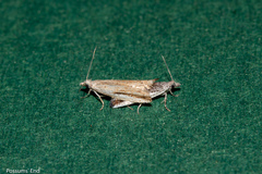 Holocola parthenia