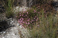 Acmadenia macropetala