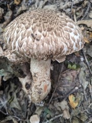Agaricus bohusii