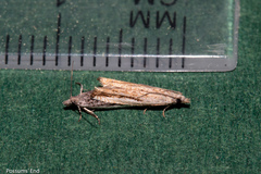 Holocola parthenia