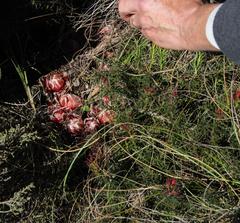 Protea decurrens