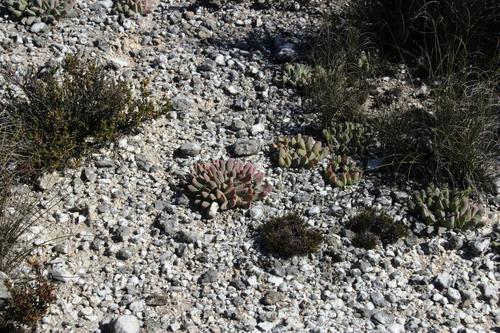 Gibbaeum hartmannianum
