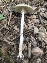 Amanita solaniolens