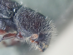 Pseudips mexicanus