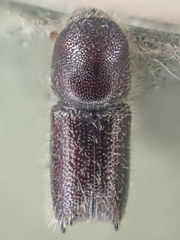 Pseudips mexicanus