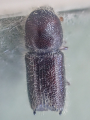 Pseudips mexicanus
