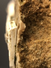 Chesaconcavus