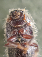 Pseudips mexicanus