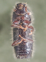 Pseudips mexicanus