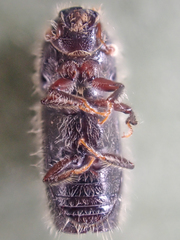 Pseudips mexicanus