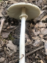 Amanita solaniolens