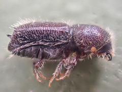 Pseudips mexicanus