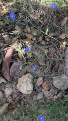 Evolvulus arizonicus