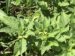 Physalis longifolia subglabrata