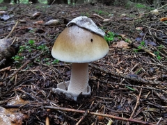 Amanita submembranacea