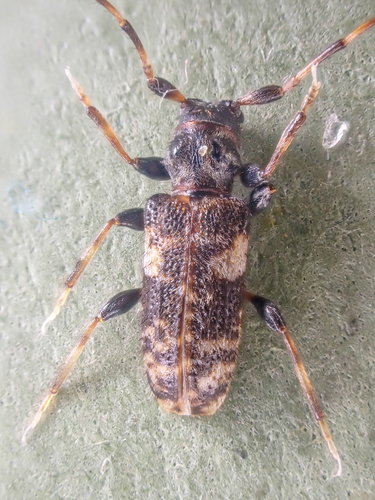 Pogonocherus mixtus