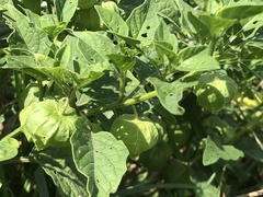 Physalis longifolia subglabrata