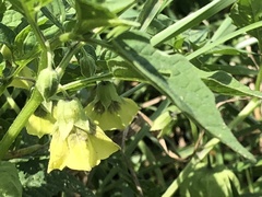 Physalis longifolia subglabrata