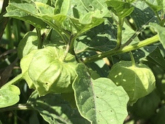 Physalis longifolia subglabrata