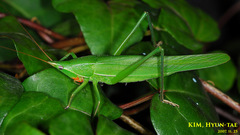 Euconocephalus varius