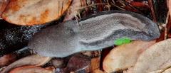 Urocyclus kirkii