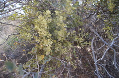 Phoradendron coryae
