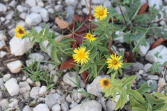 Pentanema salicinum