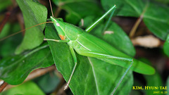 Euconocephalus varius