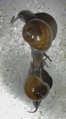 Kerkophorus