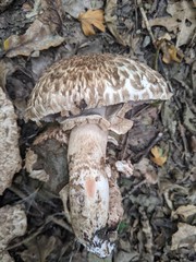 Agaricus bohusii