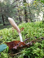 Clavariadelphus ligula