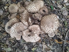 Agaricus bohusii