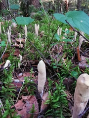 Clavariadelphus ligula