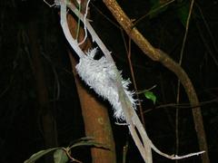 Ityraea electa