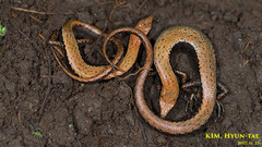 Tsushima Smooth Skink photo 4