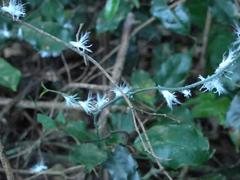 Ityraea electa