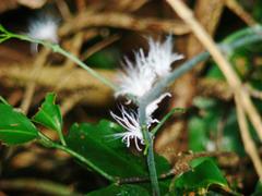 Ityraea electa