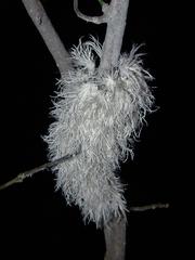 Ityraea electa
