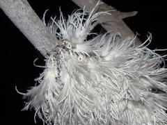 Ityraea electa