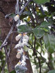 Ityraea electa