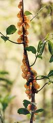 Salacia gerrardii