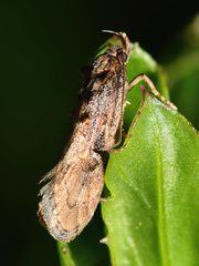 Atomotricha isogama