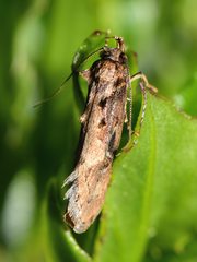 Atomotricha isogama