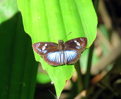 Pythonides jovianus crameri
