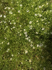 Symphyotrichum depauperatum