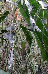 Ityraea electa